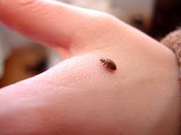 Bed bugs: Diagnosis and treatment