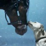 Clydesdale Horse Shares Sweet Moment with Labrador Retriever in Budweiser's 2024 Super Bowl Ad